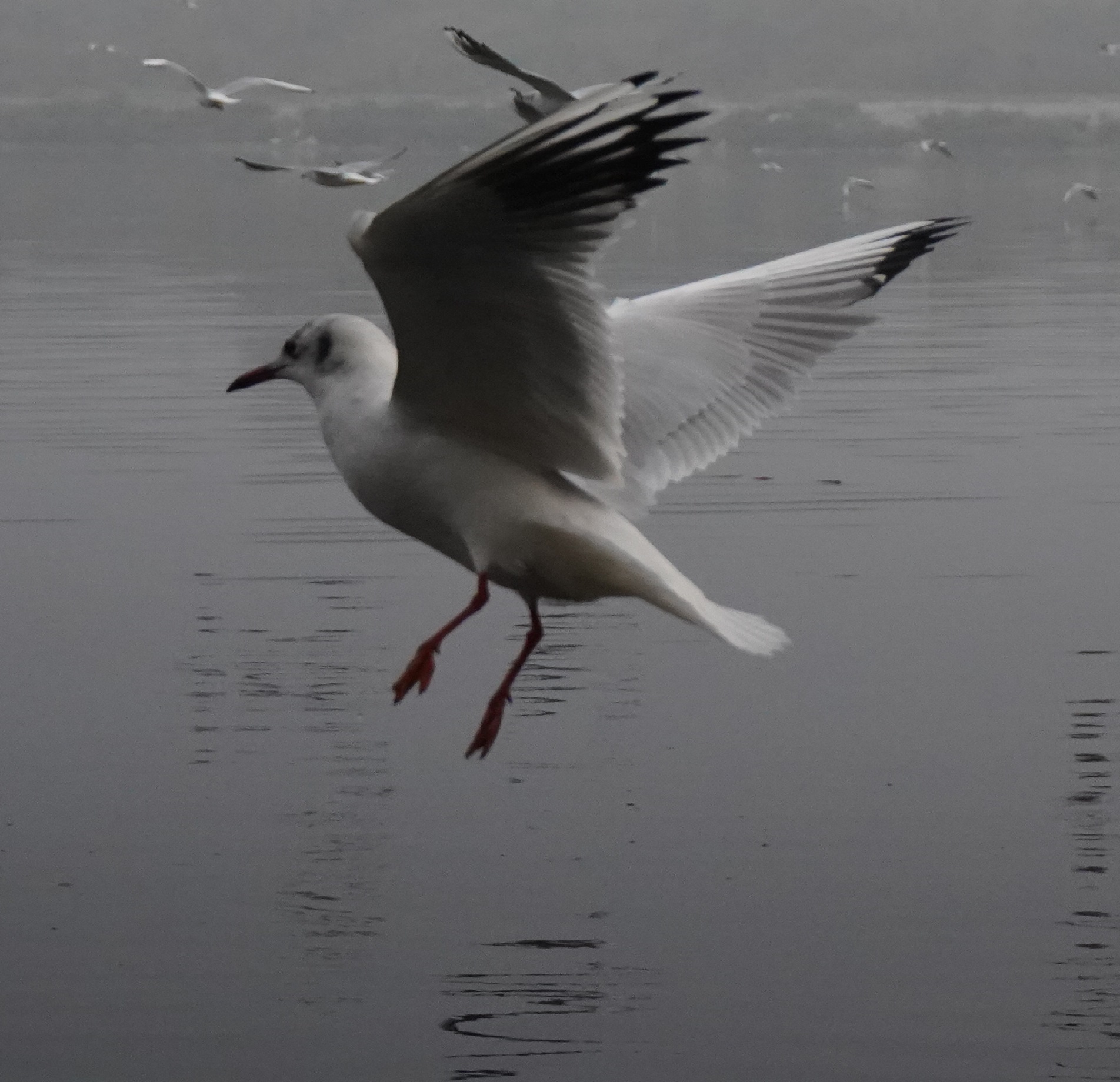 Bird 4
