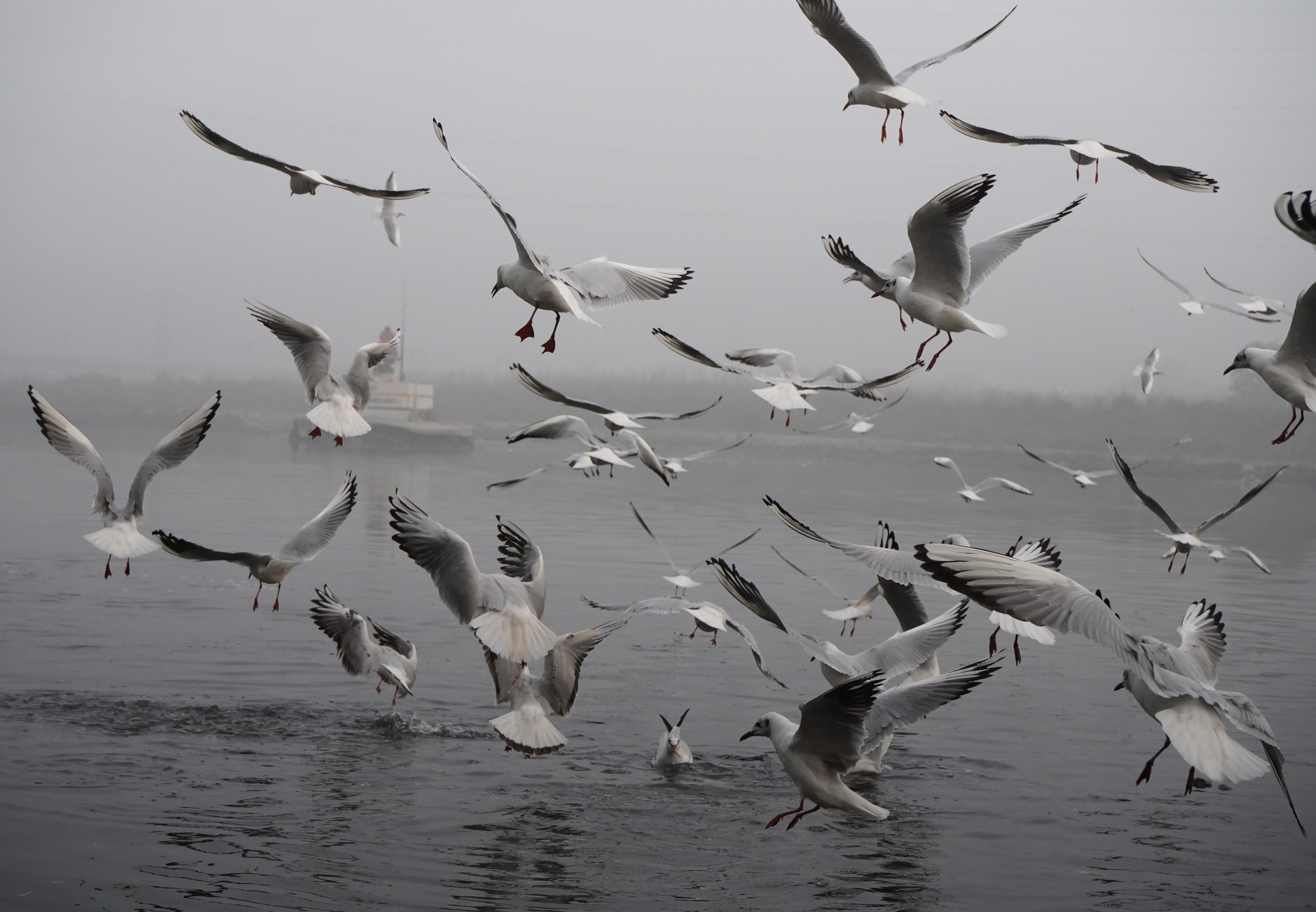Flock of Birds